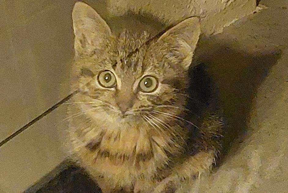 Fundmeldung Katze Unbekannt Châlons-en-Champagne Frankreich