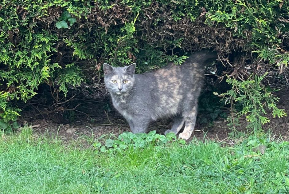 Fundmeldung Katze Weiblich La Roche-sur-Yon Frankreich