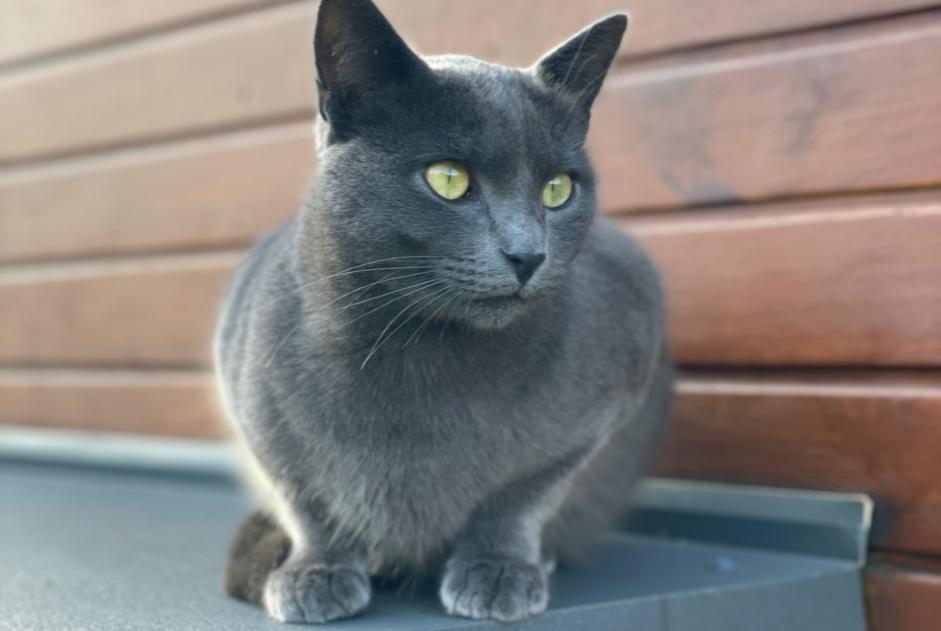 Vermisstmeldung Katze Männliche , 2 jahre Reignier-Esery Frankreich