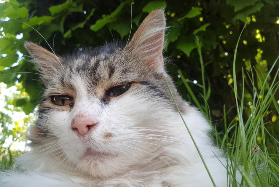 Disappearance alert Cat  Male , 12 years Orléans France