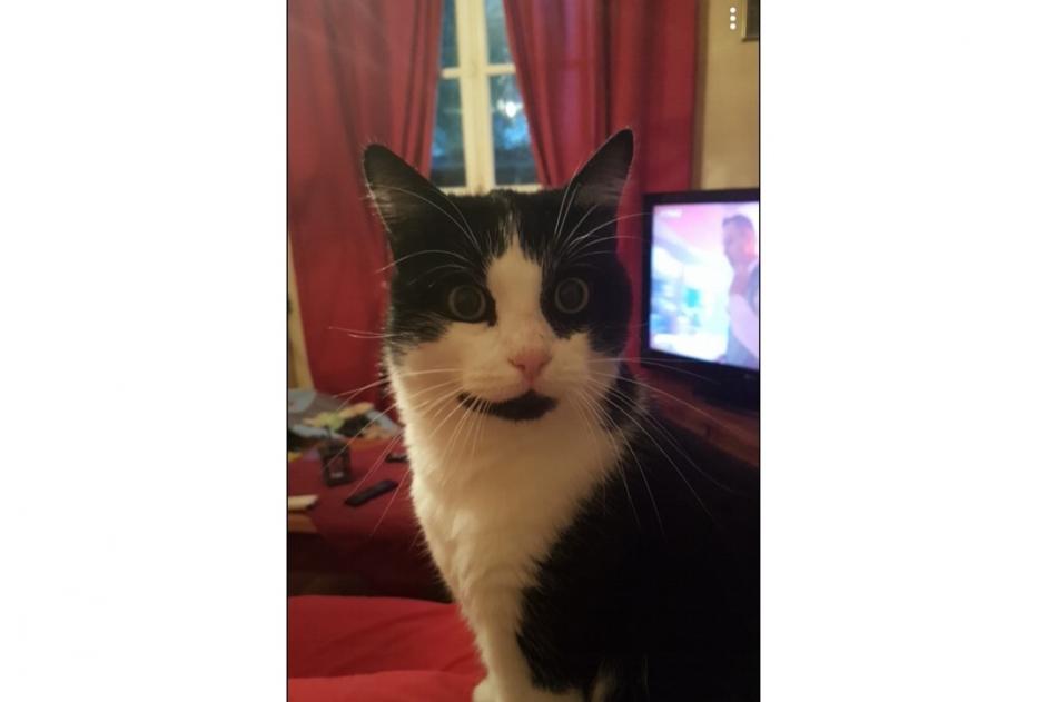 Disappearance alert Cat Male , 11 years Saint-Germain-la-Blanche-Herbe France