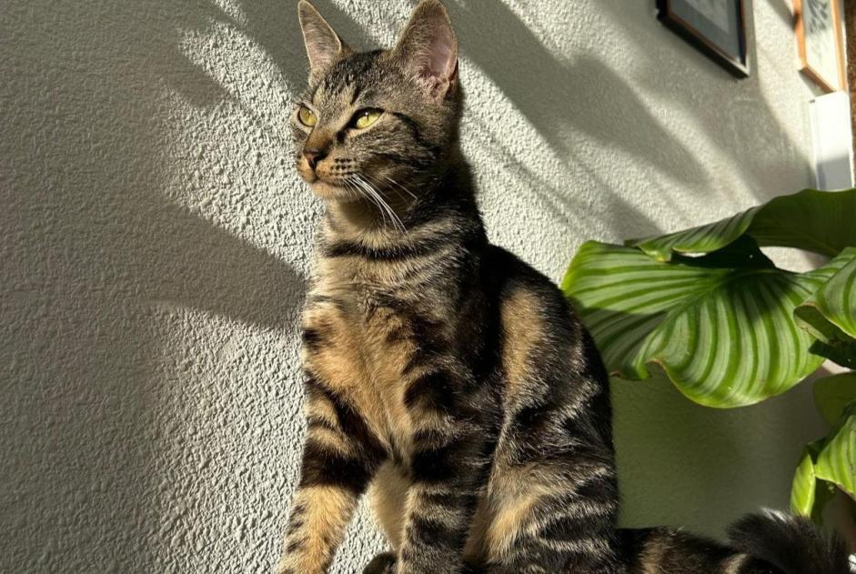 Disappearance alert Cat  Female , 3 years Chécy France