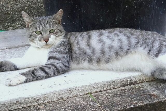 Alerta de Desaparición Gato Macho , 7 años Saint-Léonard-de-Noblat Francia