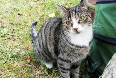 Alerta de Desaparición Gato  Hembra , 5 años Niergnies Francia