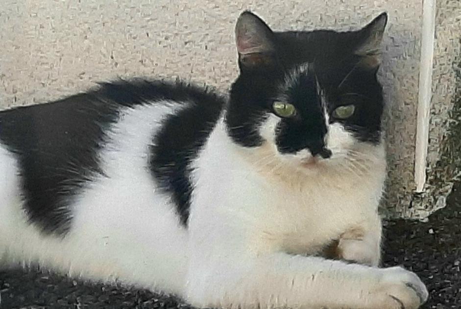 Alerta de Desaparición Gato cruce Macho , 2 años Toulouse Francia