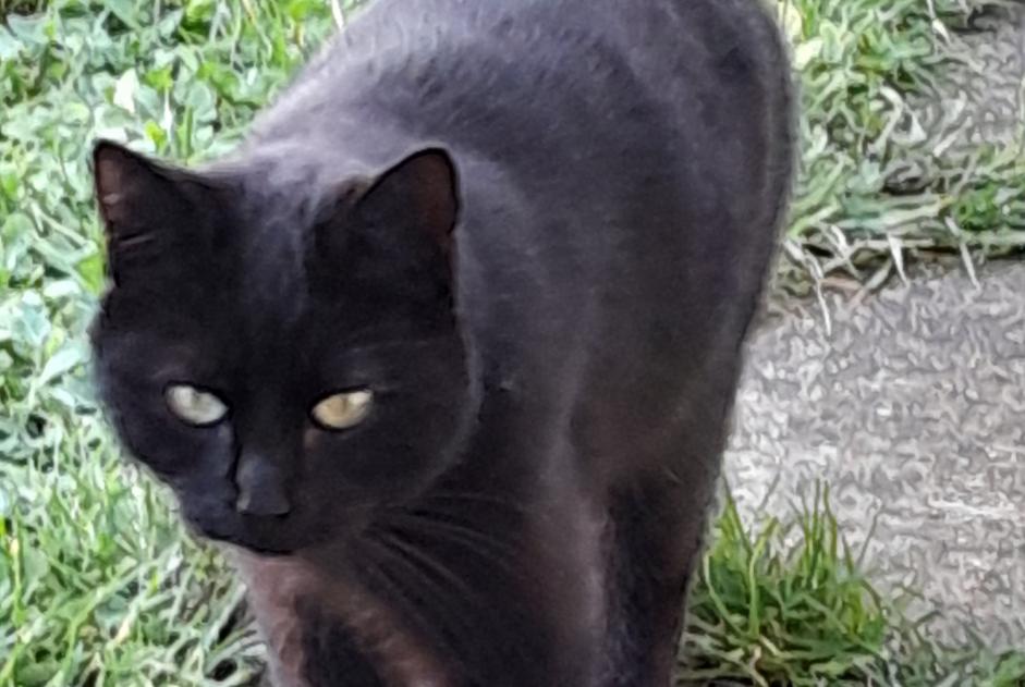 Alerta de Hallazgo Gato  Desconocido Ménilles Francia