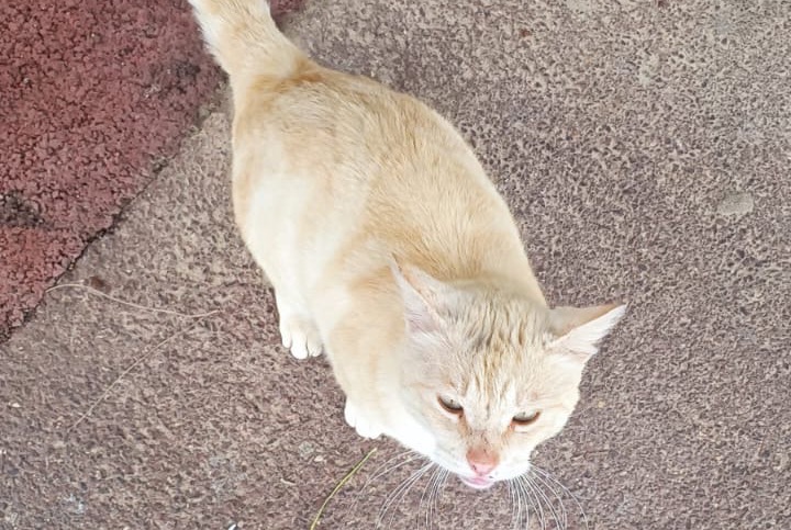 Alerta de Hallazgo Gato  Macho Narbonne Francia