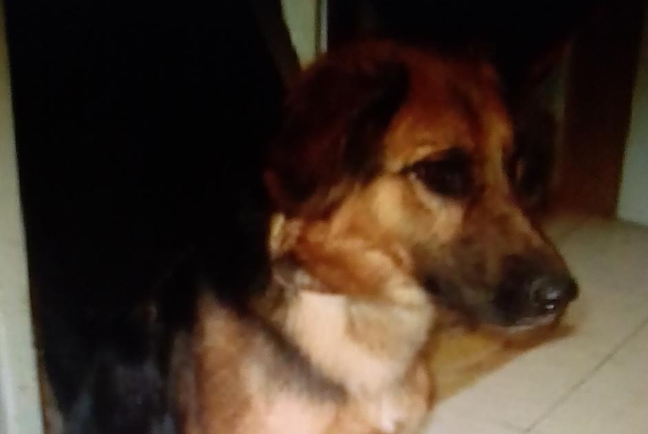 Alerta de Desaparición Perro cruce Hembra , 6 años Sorgues Francia