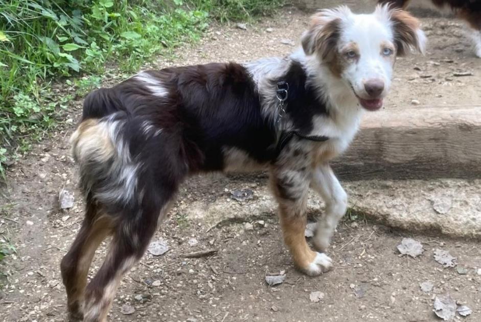 Alerta de Desaparición Perro  Hembra , 1 años Entraunes Francia