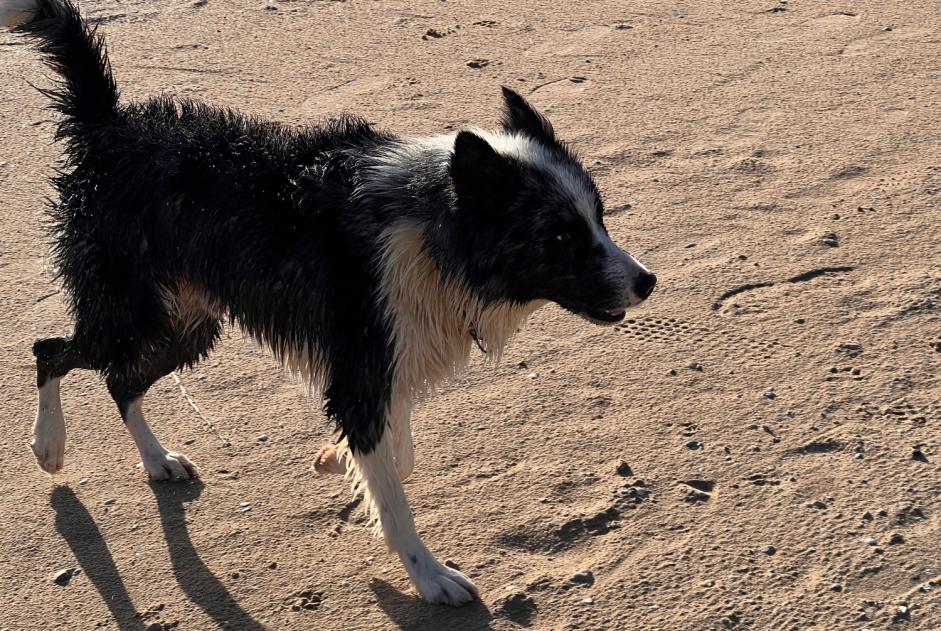 Alerta de Hallazgo Perro  Desconocido Port-des-Barques Francia