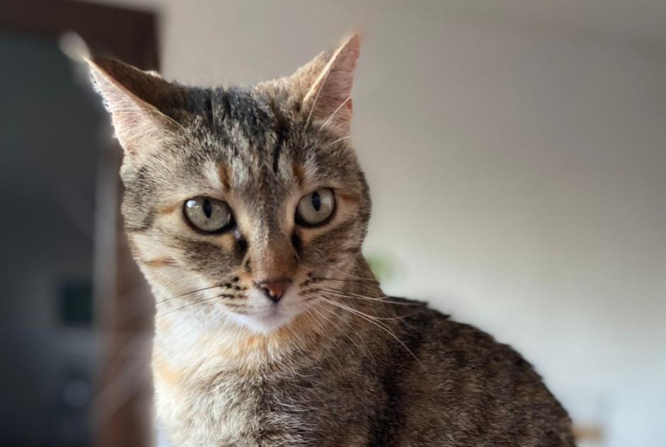 Alerte Disparition Chat croisement Femelle , 7 ans La Ciotat France