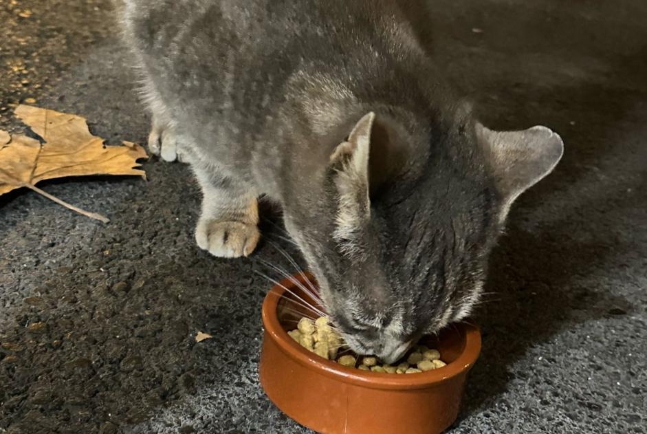 Alerte Découverte Chat Femelle Annecy France