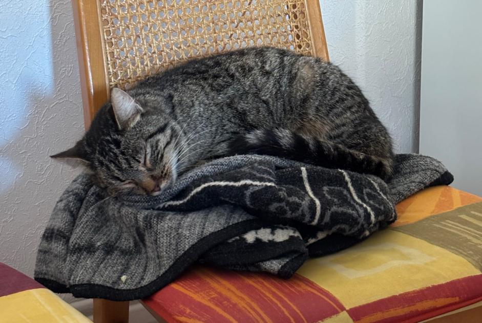 Alerte Découverte Chat Femelle Saint-Pierre-le-Vieux France