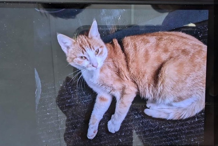 Alerte Découverte Chat Femelle Saint-Paul-en-Forêt France