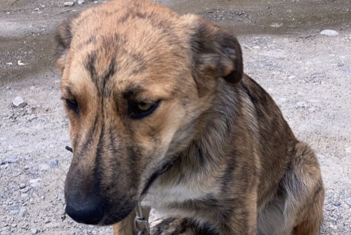 Alerte Disparition Chien croisement Femelle , 2 ans Châteauroux-les-Alpes France