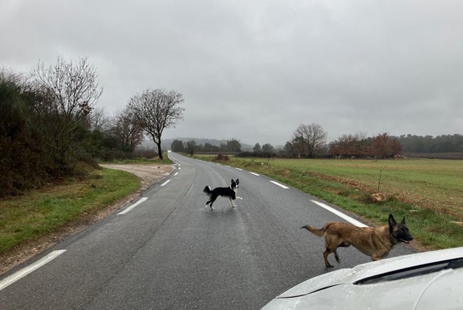 Alerte Découverte Chien  Femelle Néoules France