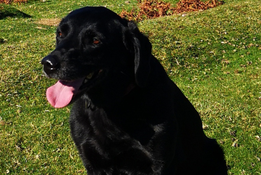 Avviso scomparsa Cane  Femmina , 10 anni Saint-André-sur-Sèvre Francia