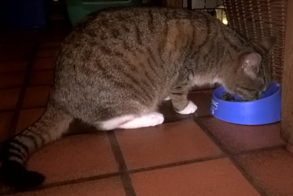 Avviso scomparsa Gatto  Femmina , 9 anni Steenwerck Francia