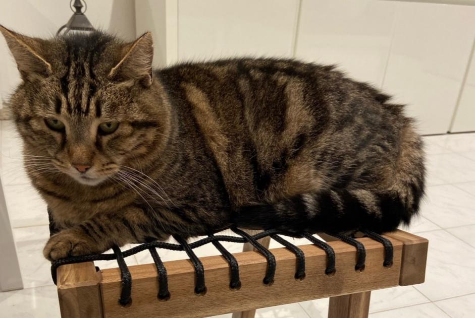 Avviso scomparsa Gatto  Maschio , 12 anni Cannes Francia