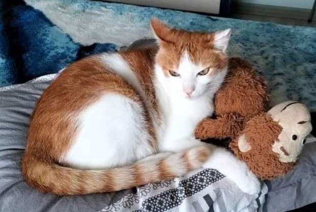 Avviso scomparsa Gatto incrocio di razze Maschio , 11 anni Saint-Laurent-sur-Mer Francia