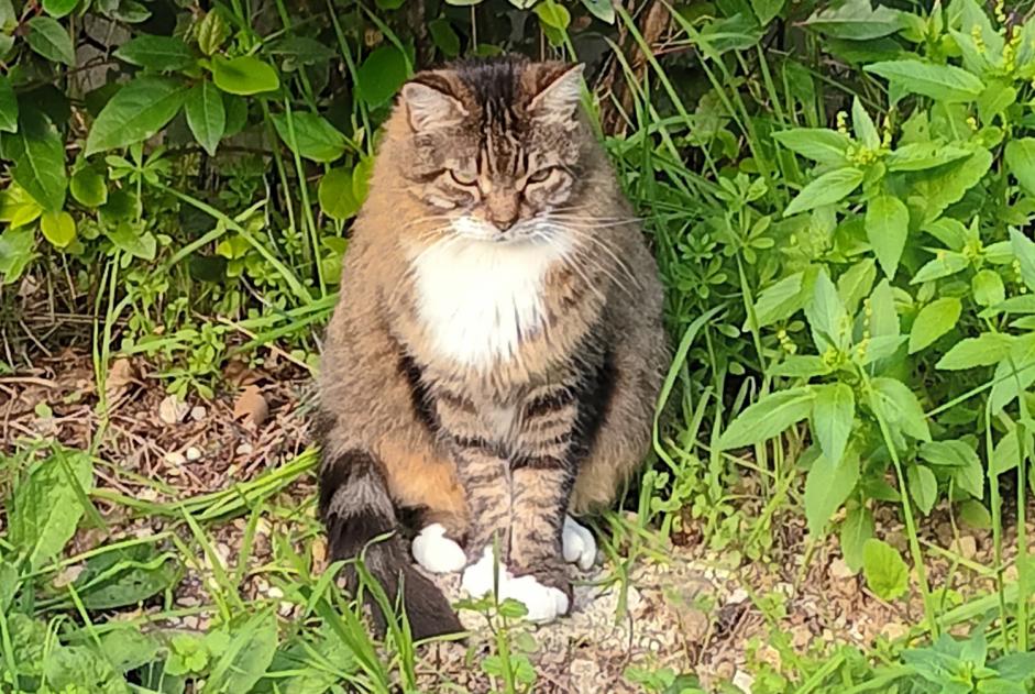 Avviso Ritrovamento Gatto Non conosciuta Marseille Francia