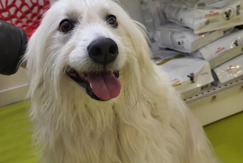 Ontdekkingsalarm Hond Vrouwtje Les Sables-d'Olonne Frankrijk