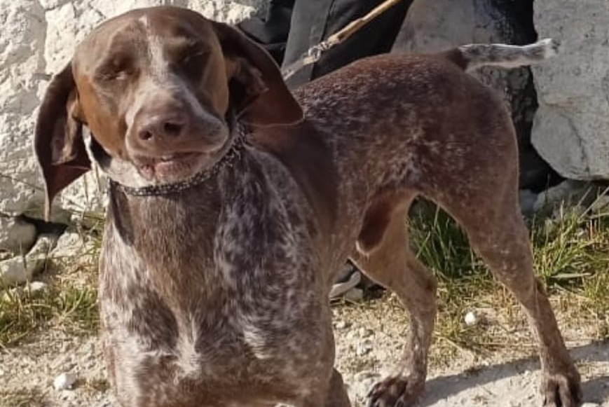 Verdwijningsalarm Hond rassenvermenging Mannetje , 4 jaar Castet Frankrijk