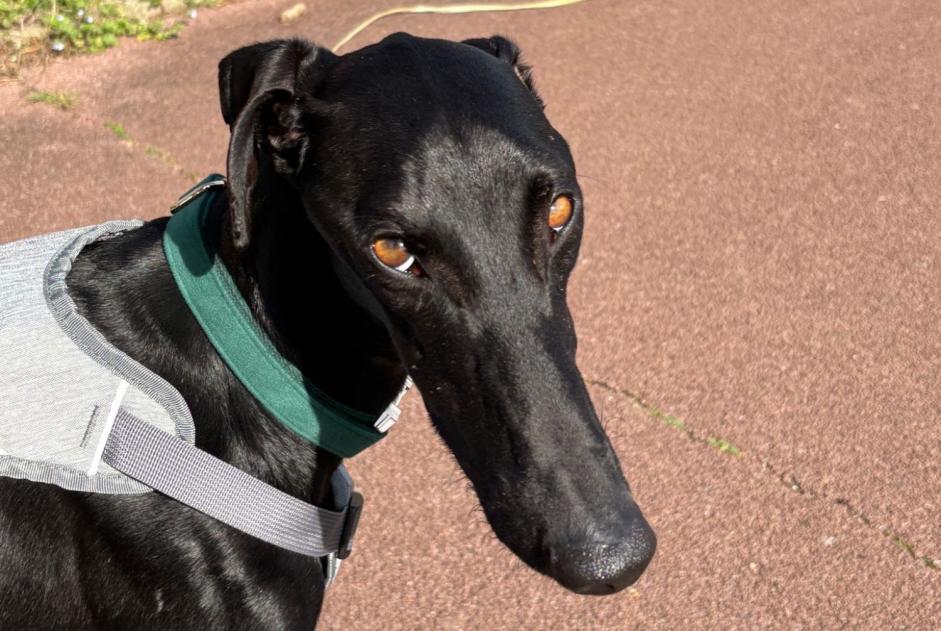 Verdwijningsalarm Hond  Mannetje , 2 jaar Hendaye Frankrijk