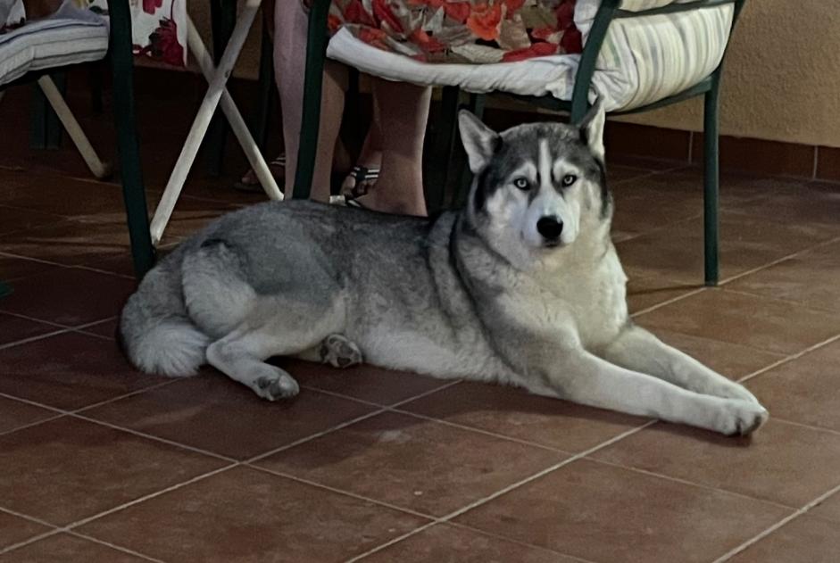 Alerta desaparecimento Cão  Fêmea , 7 anos Saint-Maixent-sur-Vie France