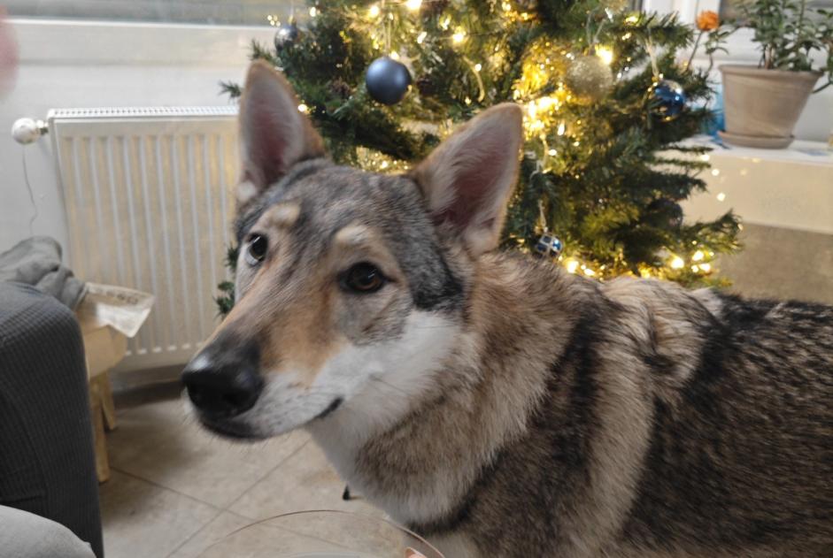 Alerta desaparecimento Cão  Fêmea , 2 anos Auvers-sur-Oise France