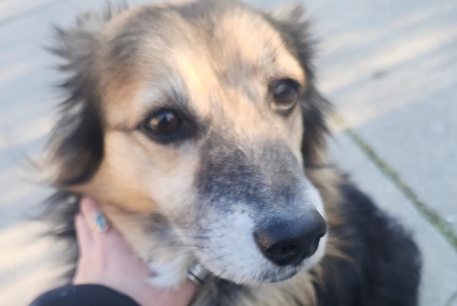 Alerta descoberta Cão Desconhecido Arles France