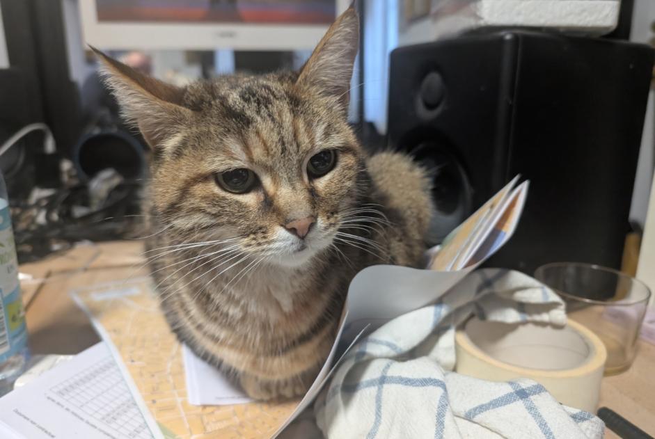 Alerta descoberta Gato Desconhecido Saintes France