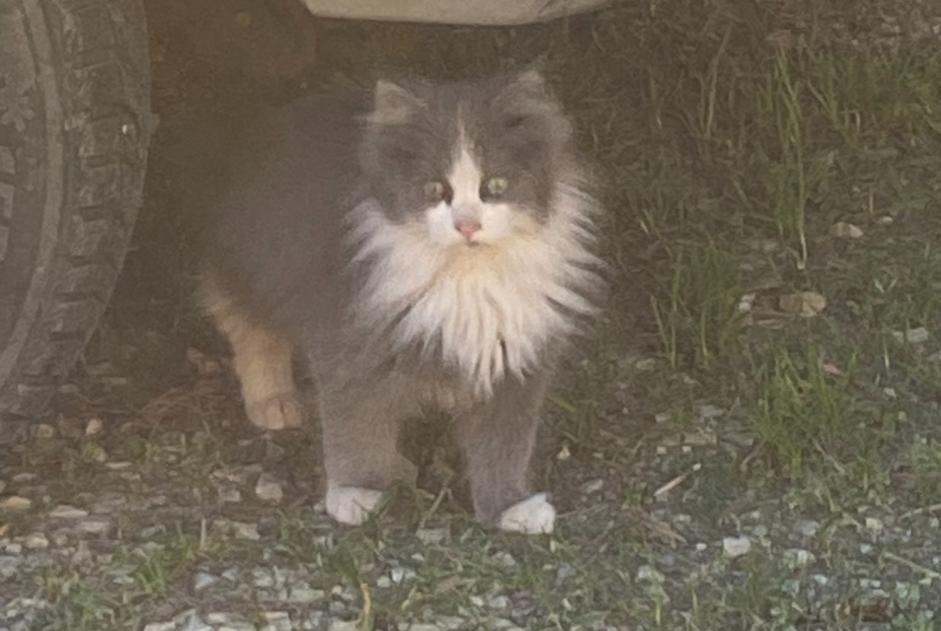 Alerta descoberta Gato Fêmea Monteux France